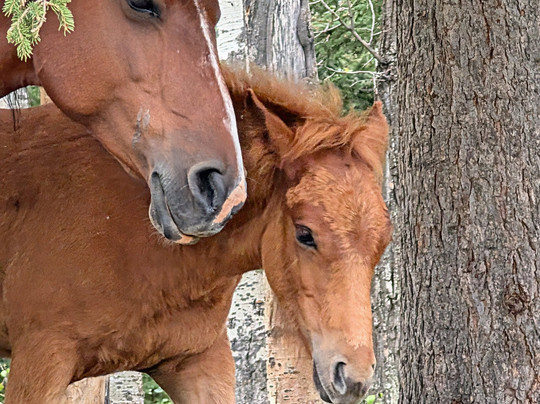 Wild Horses Of Alberta Society-桑德必去景点
