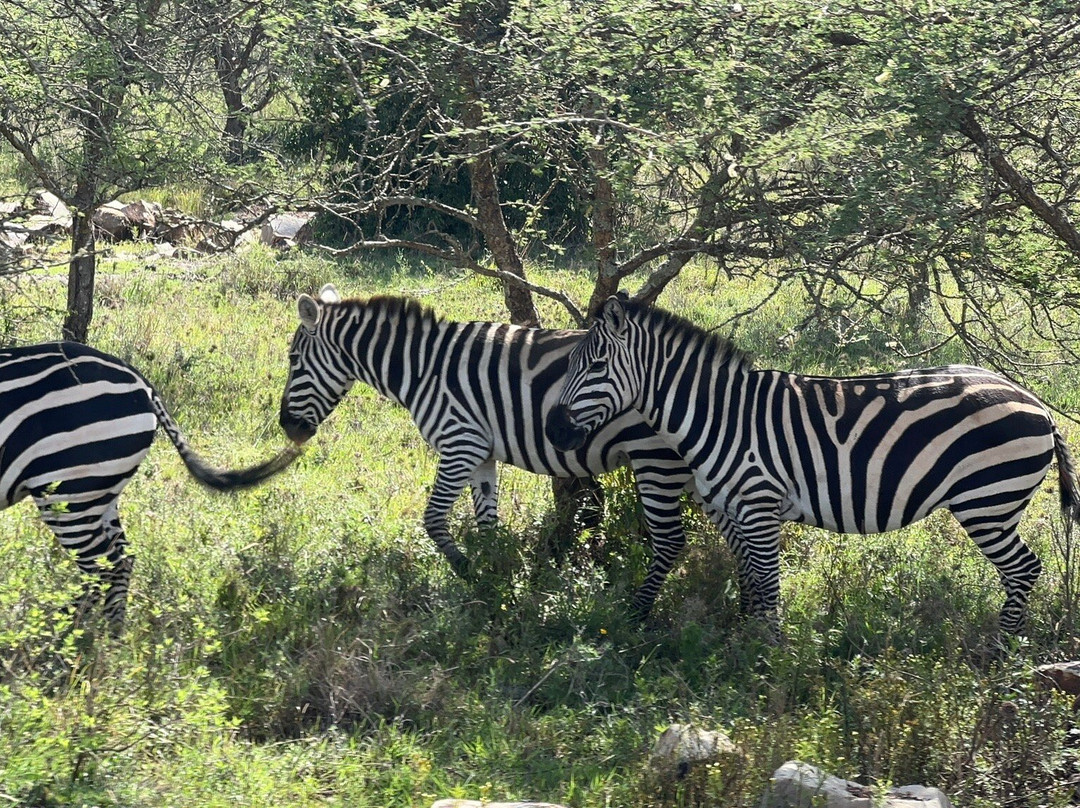 DISCOVERY OUTDOORS KENYA-Langata必去景点