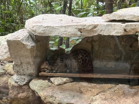 Croco Cun Zoo-从莫雷洛斯港必去景点