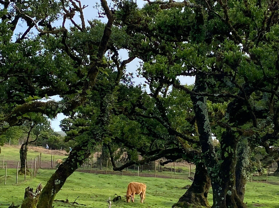 Posto Florestal Fanal-莫尼什港必去景点