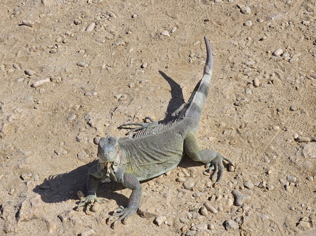 Washington Slagbaai National Park-Rincon必去景点
