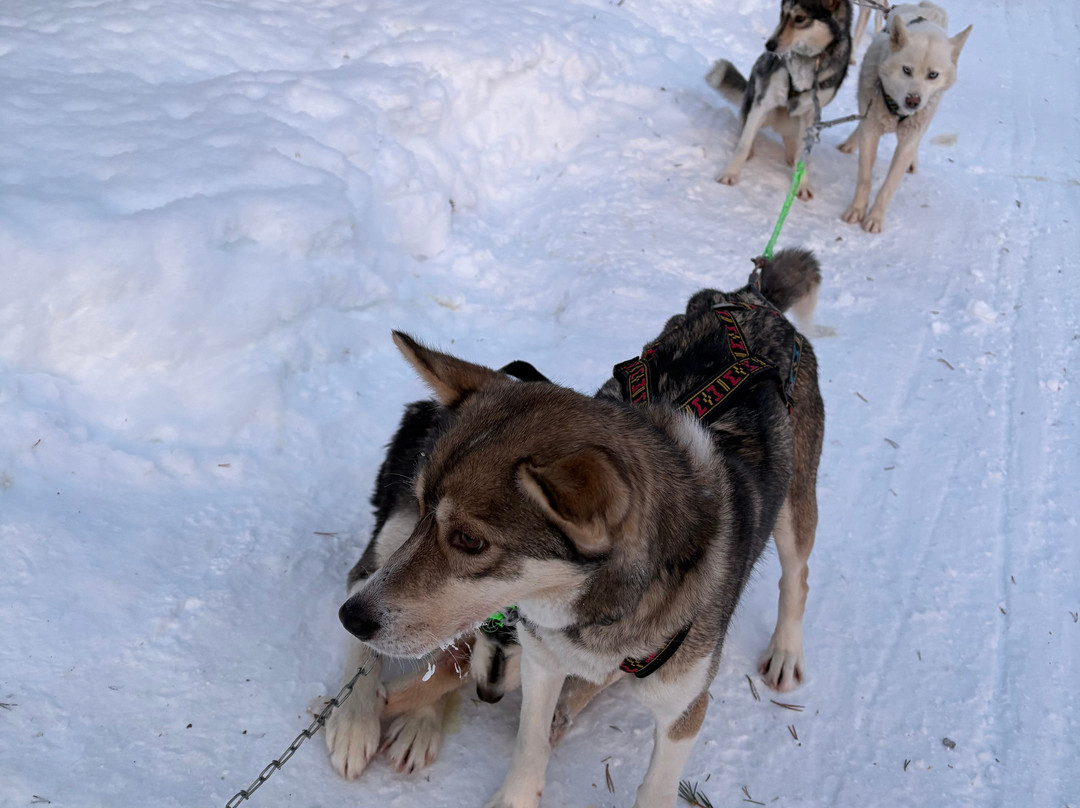 Taigausko Husky Experience-伊纳里必去景点