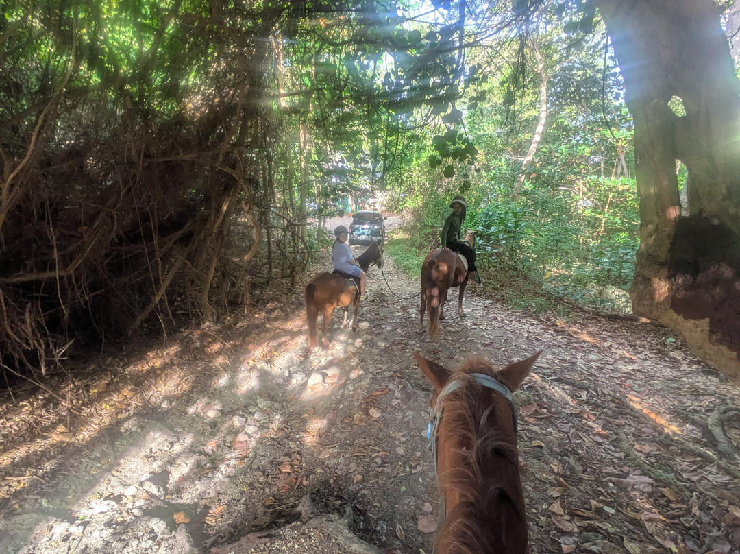 Ocean Echo Stables-Saint John Parish必去景点