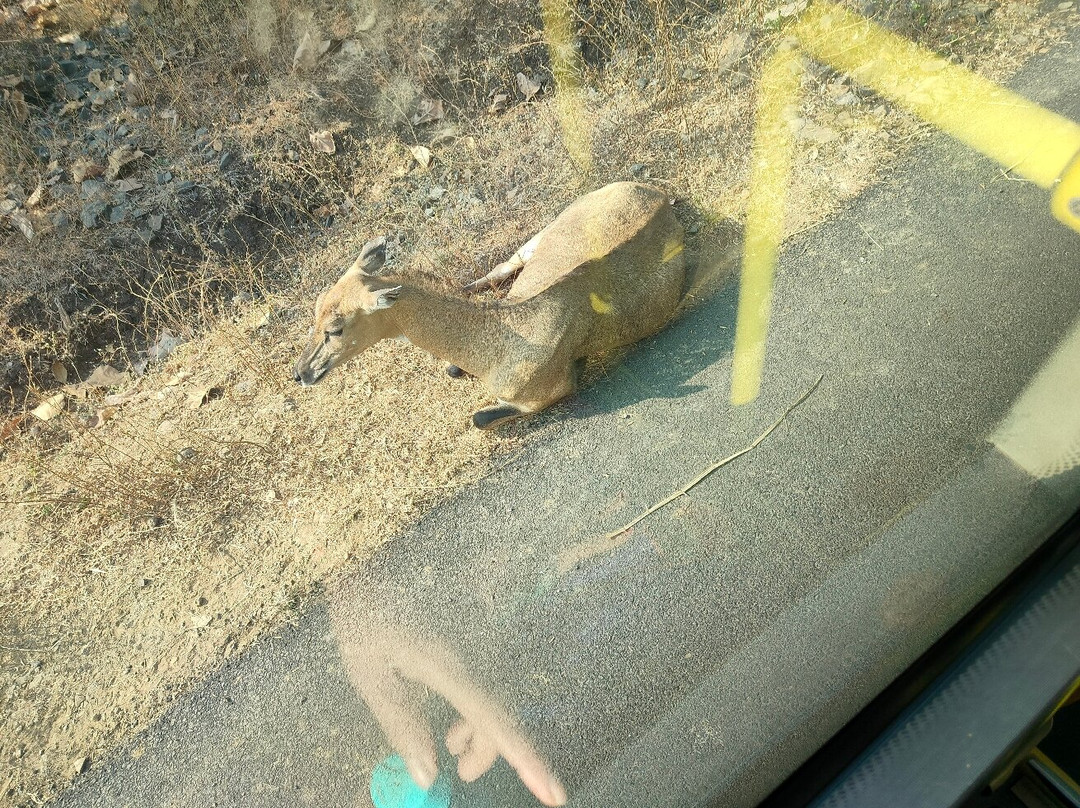 Gorewada Safari-那格浦尔必去景点