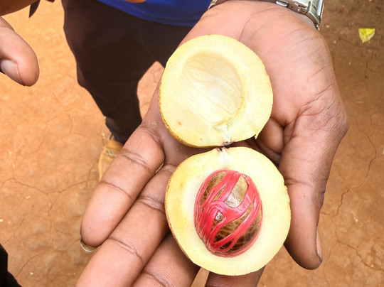 Tangawizi Spice Farm-石头城必去景点