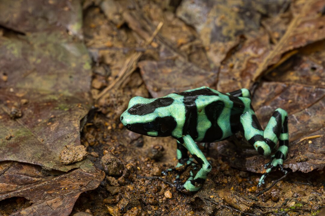 Green Acres Chocolate Farm and Nature Preserve-Cerro Brujo必去景点