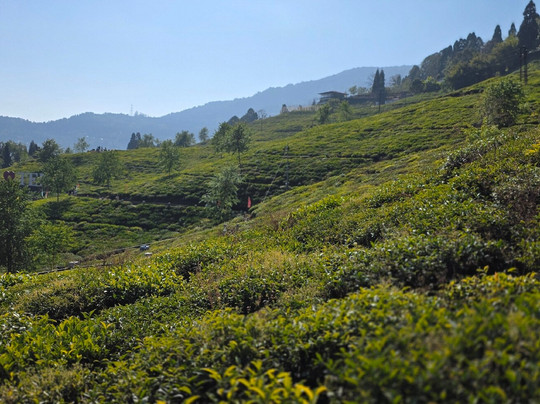 Temi Tea Garden-Temi必去景点