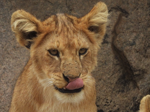 Sababu Safaris-阿鲁沙必去景点
