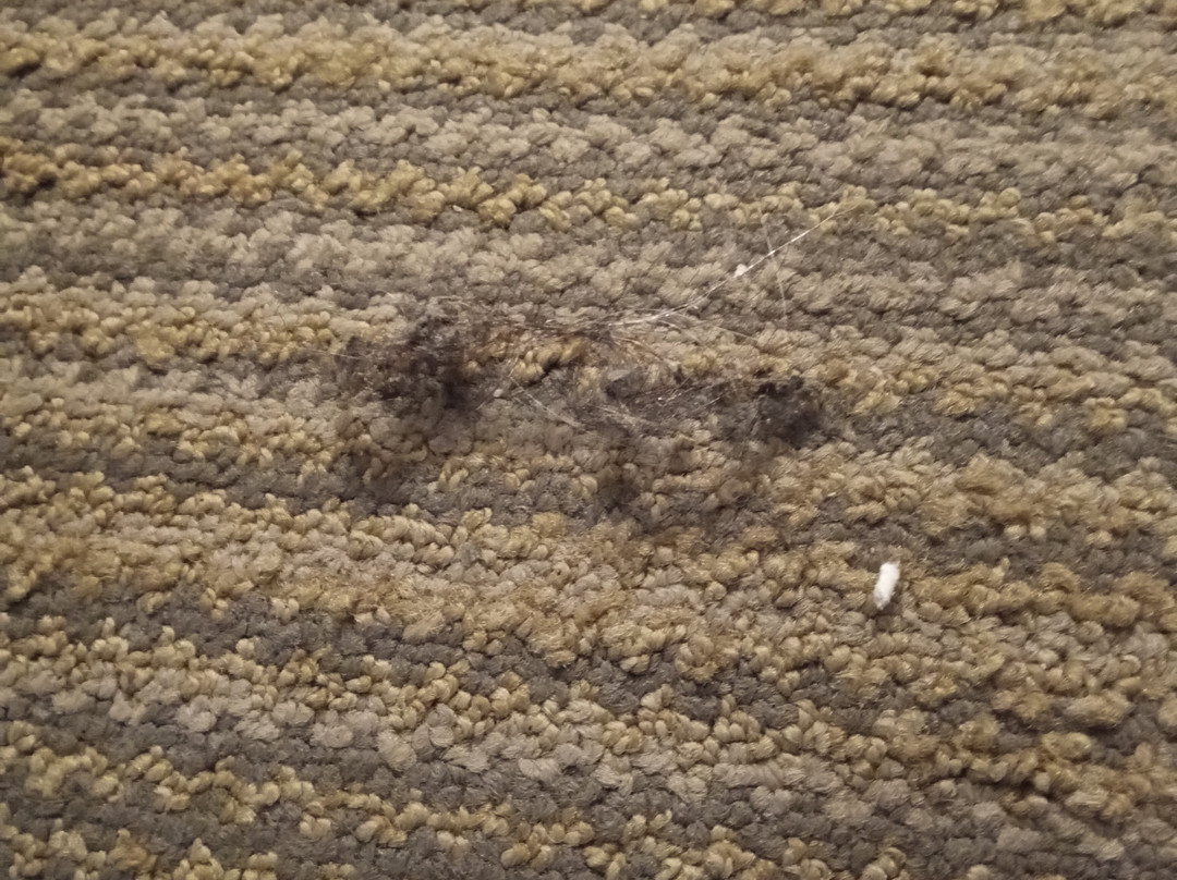 Country Inn & Suites by Radisson, Lumberton, NC主图