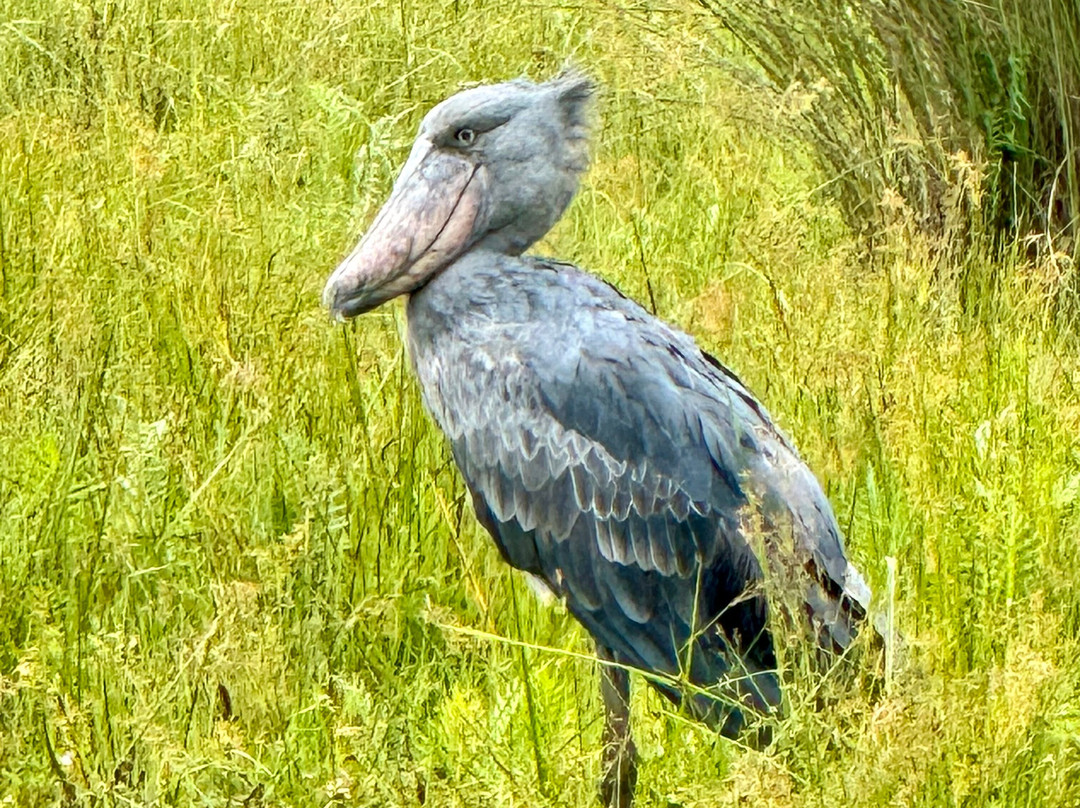 Mabamba Shoebill Uganda-恩德培必去景点