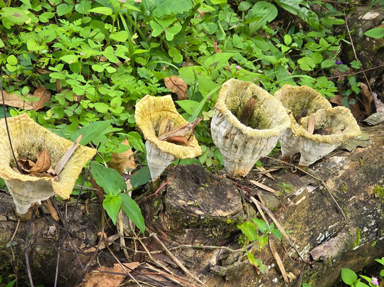 El Recuerdo Finca Cafetera Tradicional-萨伦托必去景点