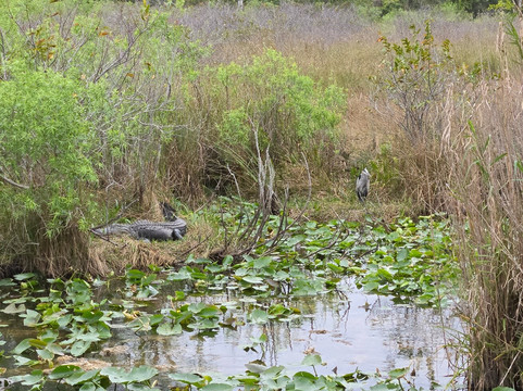 大沼泽地步道-大沼泽国家公园必去景点