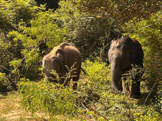 Yala Royal Safari - Sri Lanka-蒂瑟默哈拉默必去景点