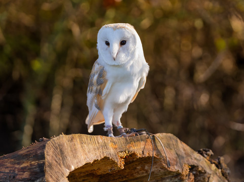Feathers and Fur Falconry Centre-布拉克内尔必去景点