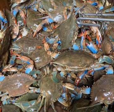 Triangle Seafood & Po Boy