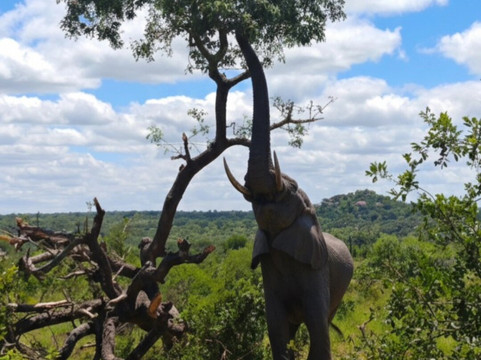 SAFARI, DRIVE & DIVE TOURS-Inhambane必去景点