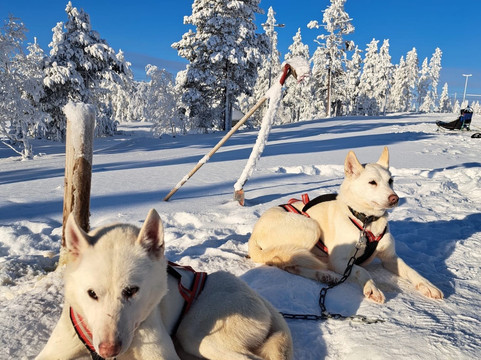 Adventure Dreams Husky Dogsledding-Idre必去景点
