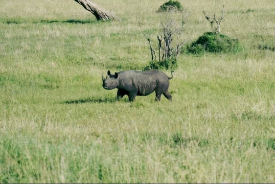 Earthwings Tours and Safaris-内罗毕必去景点