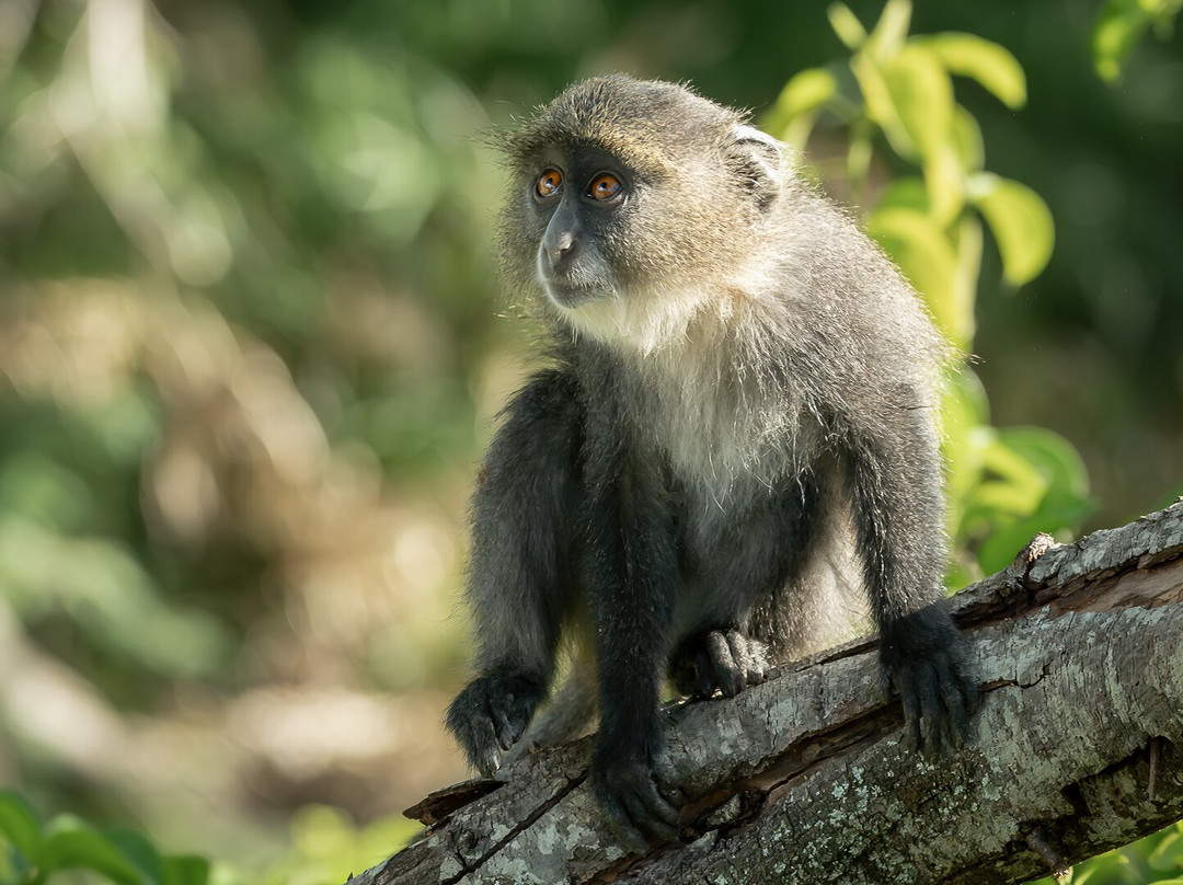 Spirit of Kenya-内罗毕必去景点