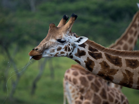 Native Africa Tours-坎帕拉必去景点