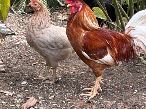 Reggae Hill-奥乔里奥斯必去景点