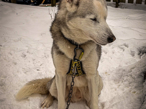 Arctic Expedition-埃斯波必去景点