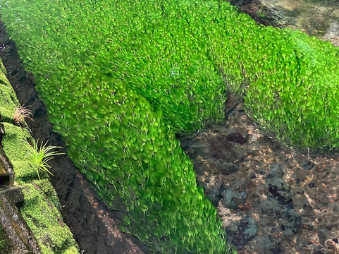 Ushiwatari River-游佐町必去景点