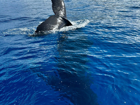 Komohana Charters-科卡哈必去景点