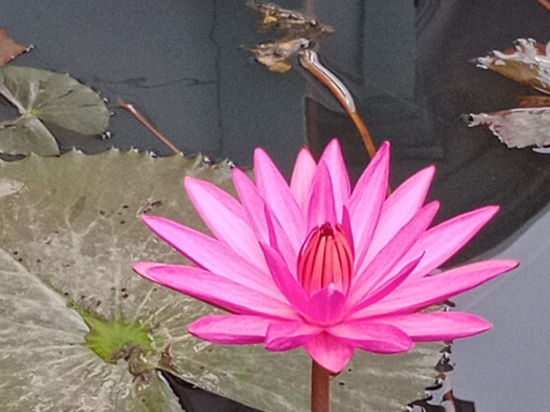 Siem Reap Private Tours-暹粒必去景点