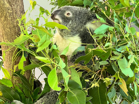 Kuranda Koala Gardens-库兰达必去景点