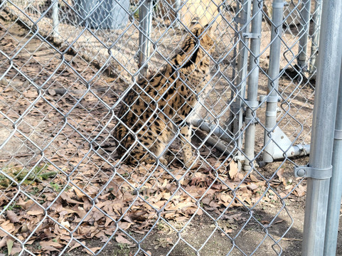 Animal Park NC-伯灵顿必去景点