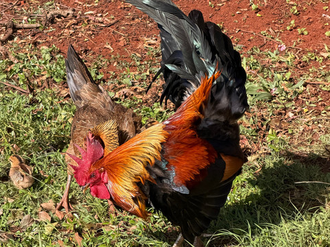 Princeville Botanical Gardens-普林斯维尔必去景点