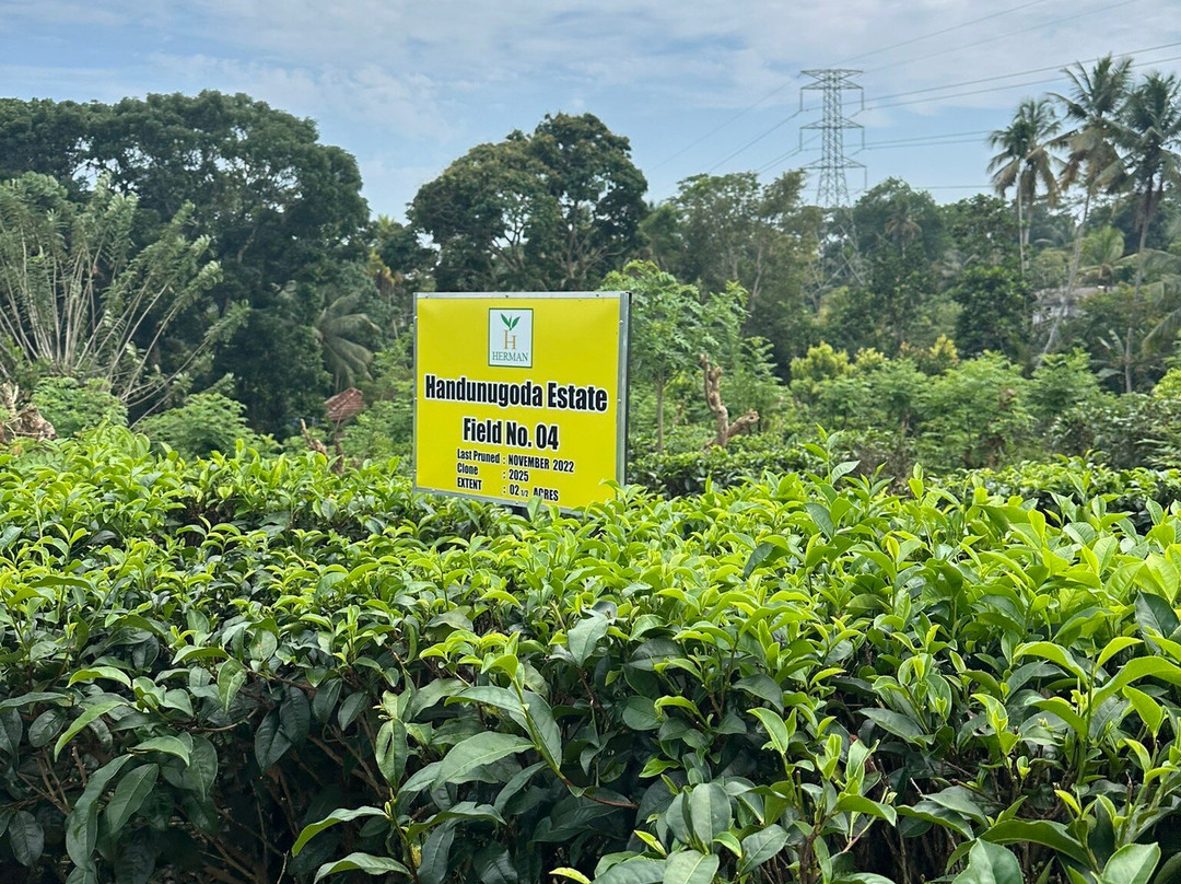 Moon Lanka Tours-希克杜沃必去景点