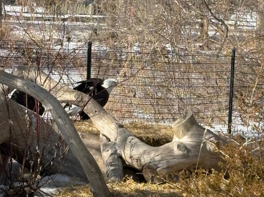 Detroit Zoo-罗亚尔奥克必去景点