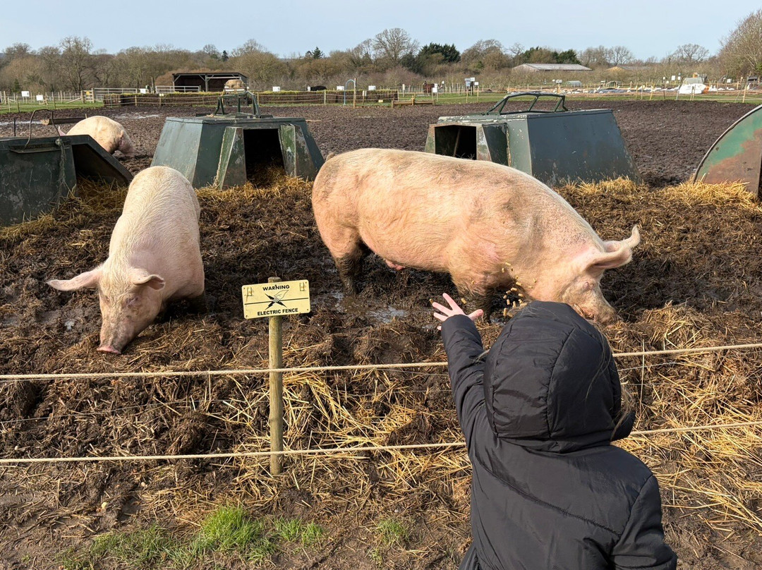 Church Farm Ardeley-斯蒂夫尼奇必去景点