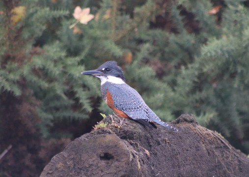 Rio Vivo-瓦尔迪维亚必去景点