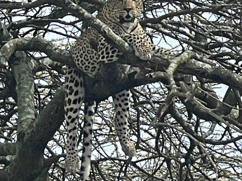 Roy Safaris-阿鲁沙必去景点
