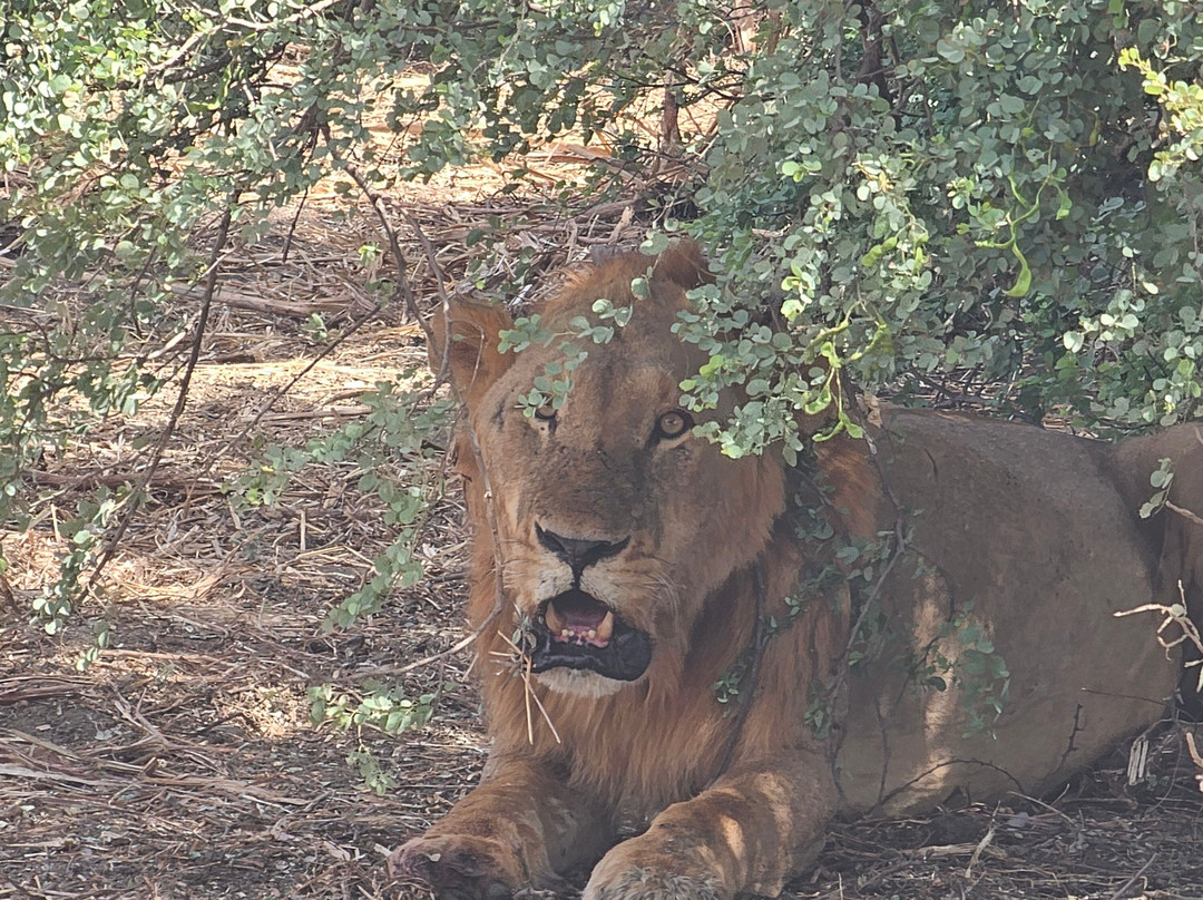 Zakouma National Park-乍得必去景点