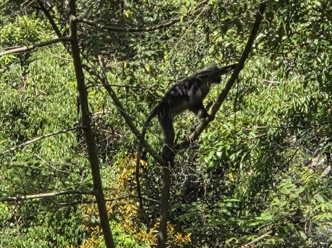 The Habitat Penang Hill-槟城岛必去景点