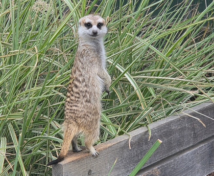 Zoodoo野生动物园-Richmond必去景点
