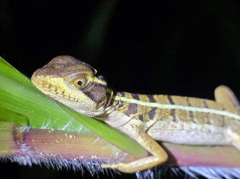 Tarantulas Way-卡维塔必去景点