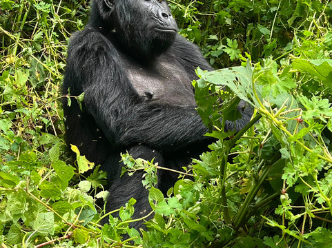 Kisoro Tours Uganda-坎帕拉必去景点
