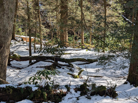 Chestnut Ridge Park and Campground-Bruceton Mills必去景点
