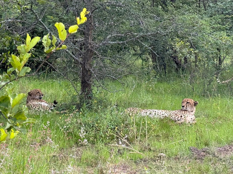 Karongwe Private Reserve