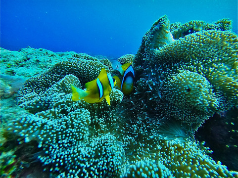 Buccaneer Diving-帕杰必去景点