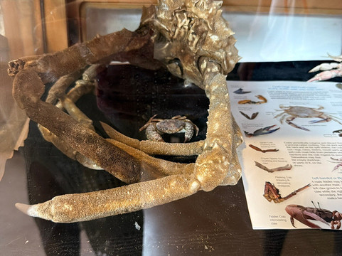 Mermaid's Market-佩纳斯科港必去景点