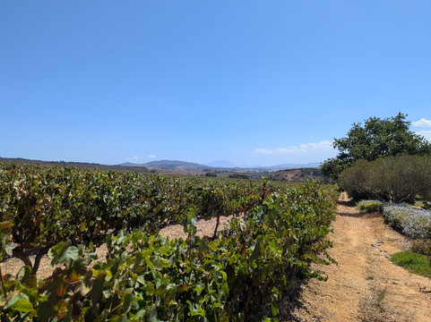 Muratie-斯泰伦博斯必去景点