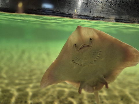 Galway Atlantaquaria-戈尔韦必去景点