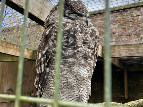 Scottish Owl Centre-Whitburn必去景点