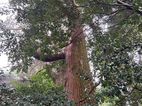 雾岛神宫-雾岛市必去景点